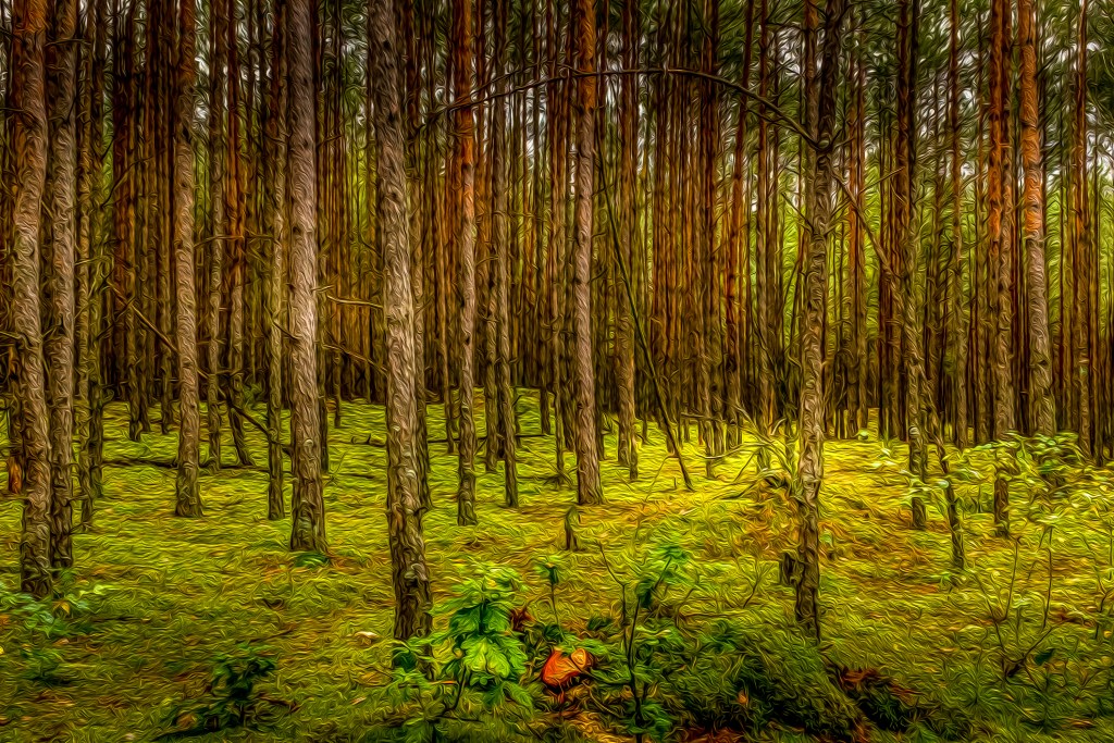 Alberi