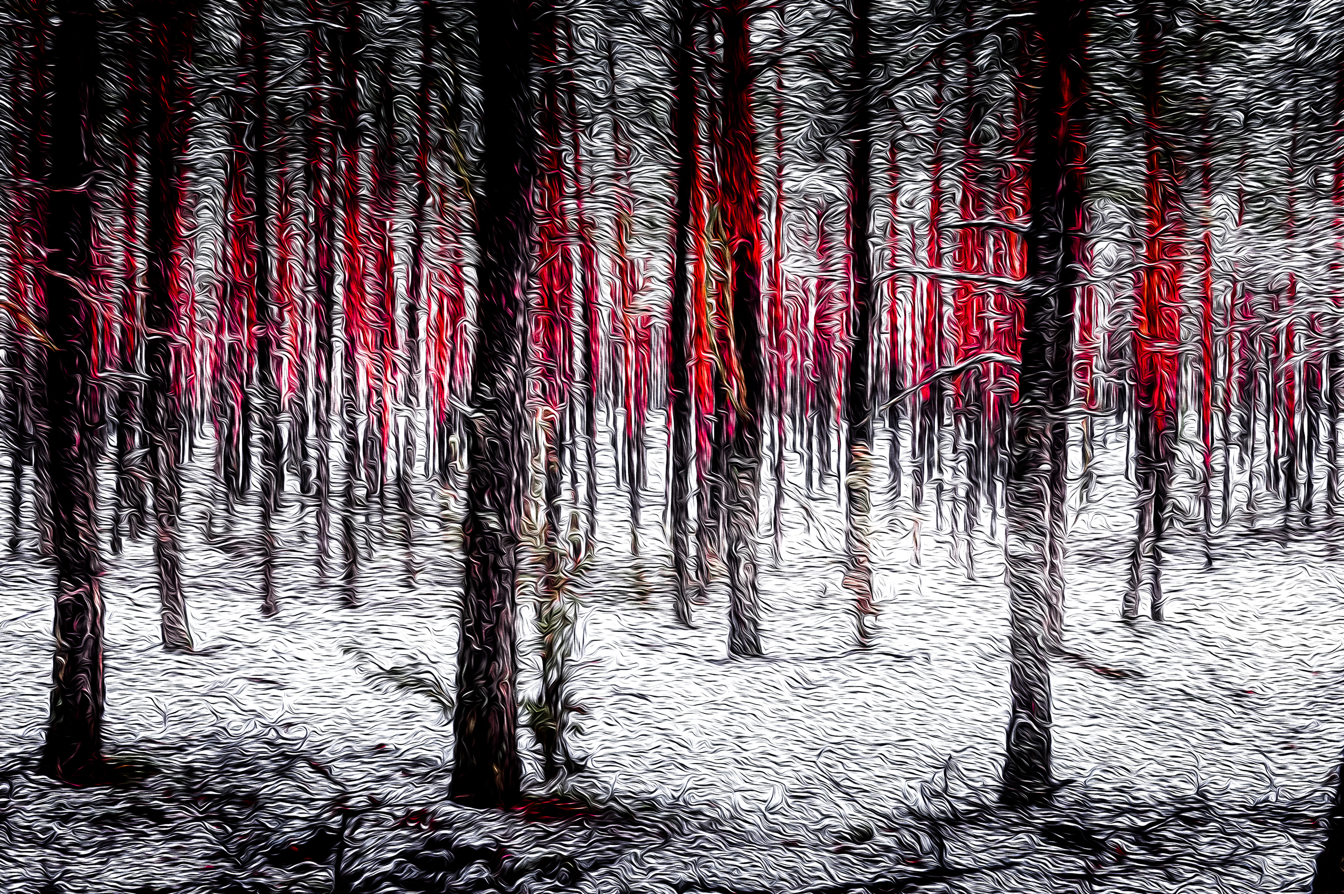 4 Pictures of Some Trees In The Woods That Bring Joy In Your House And make You to Feel Alive