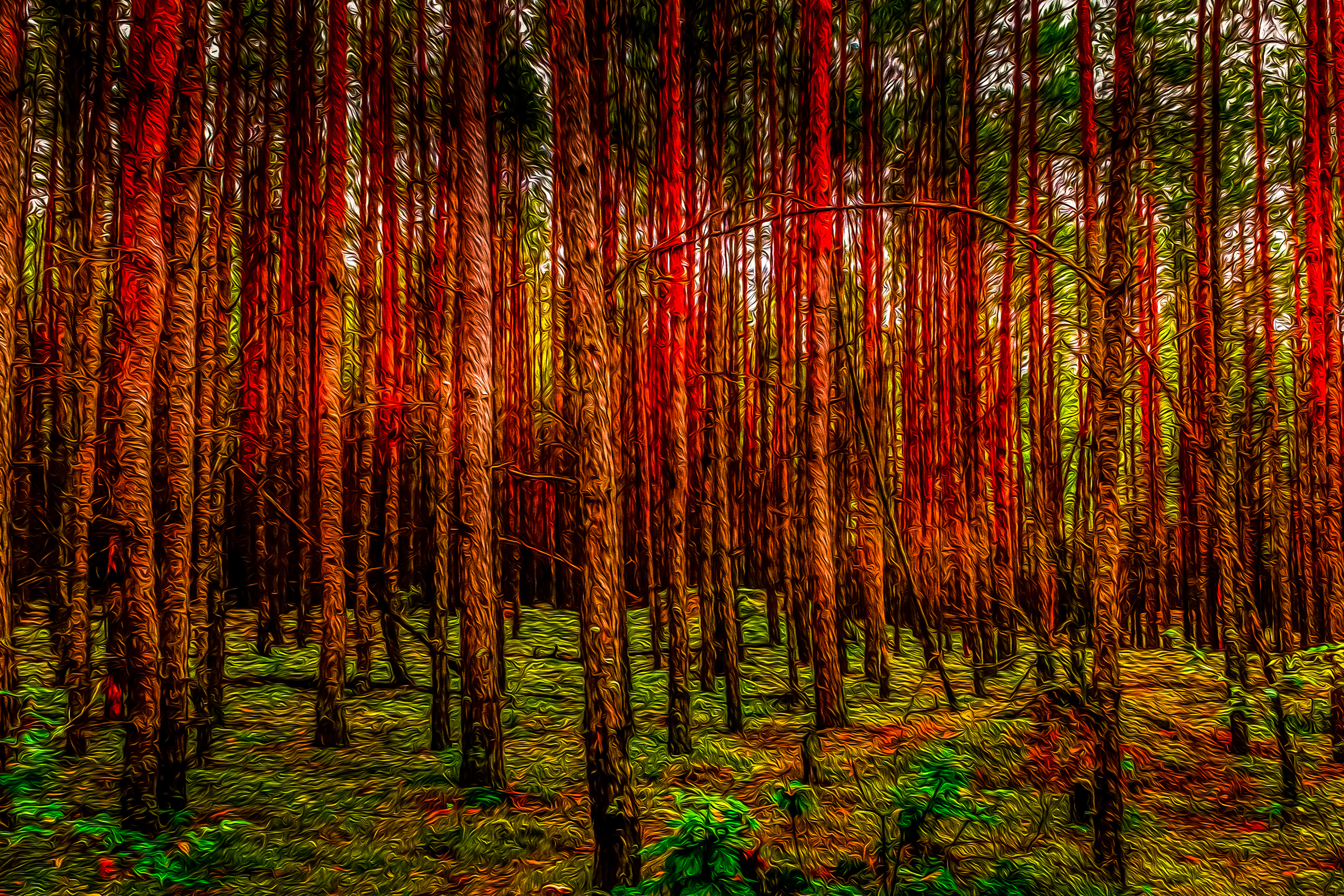 Pictures of Trees in The woods