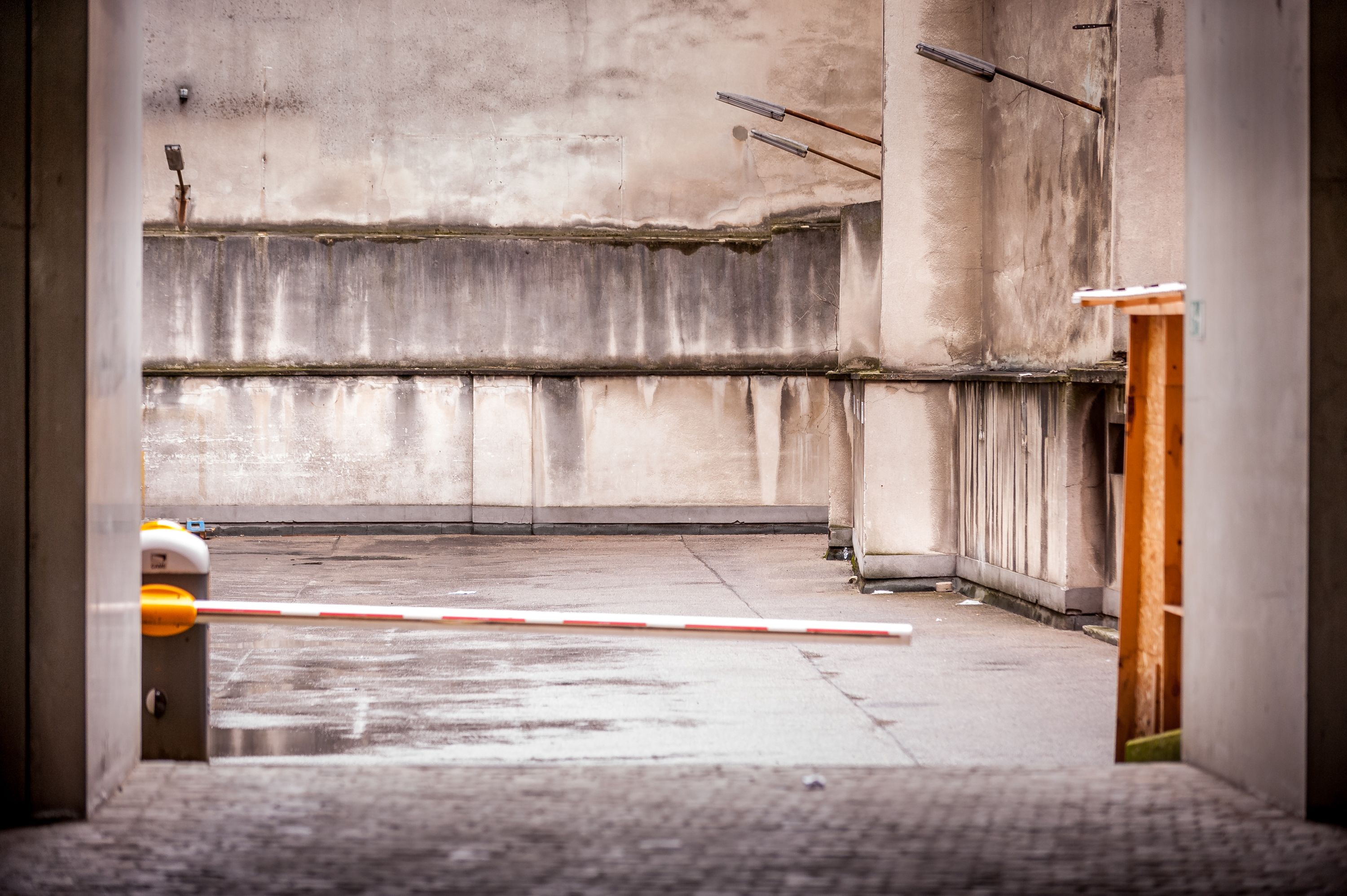 Guanti Verdi e Volpi curiose sotto la luce lunare.