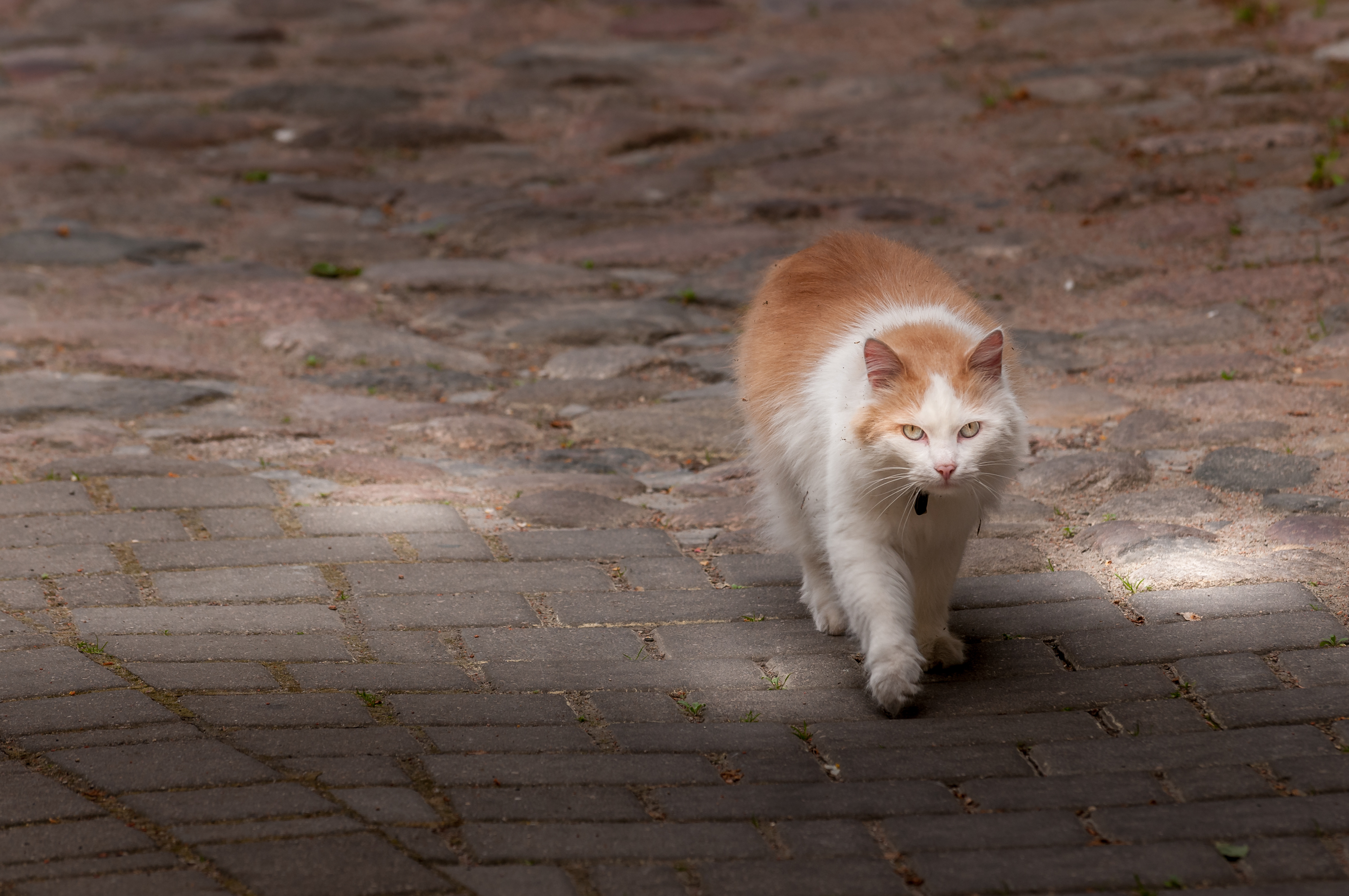 A cat say always lies for his food