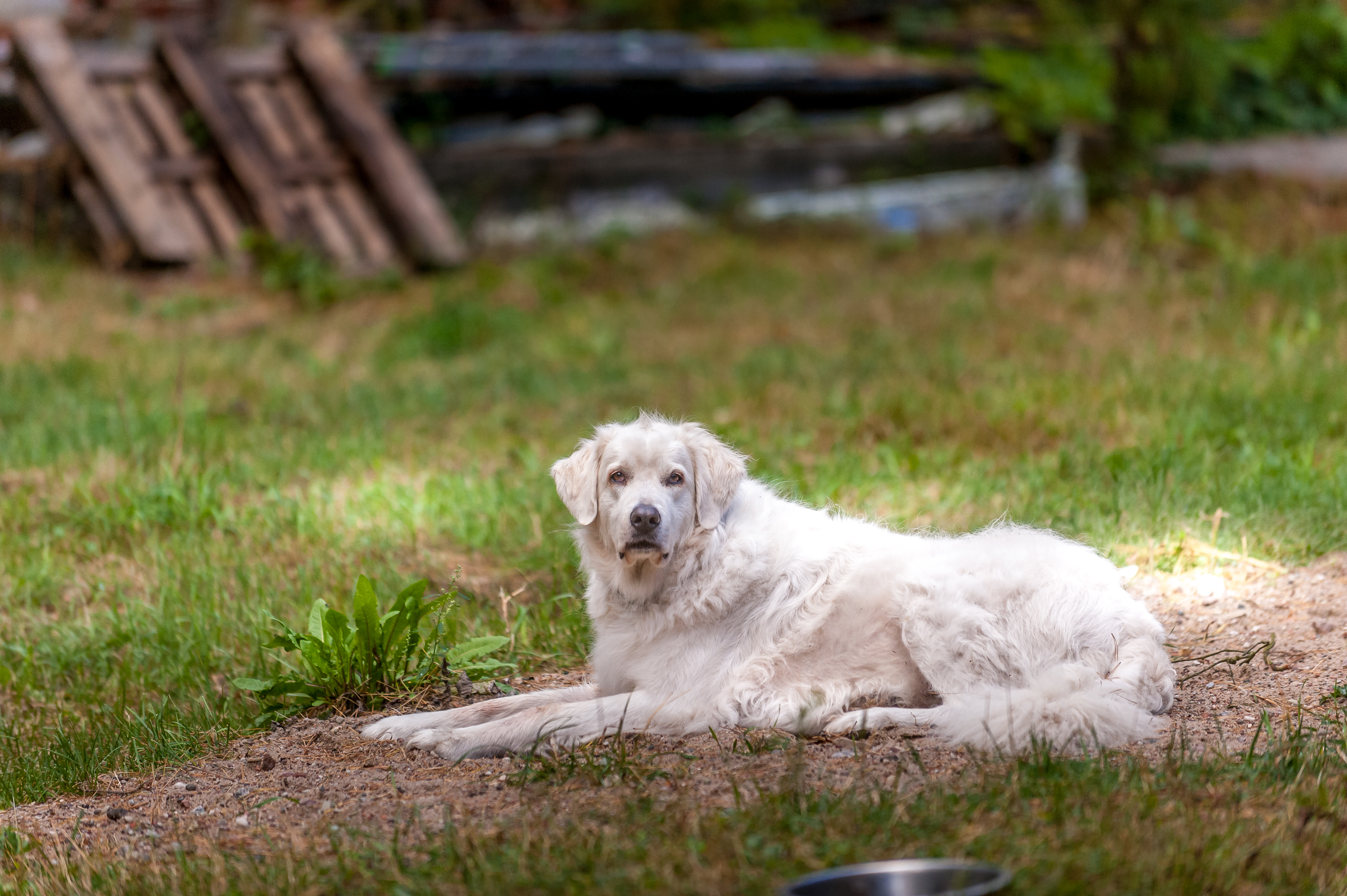 Power of Positivity: Shaping Actions Through Optimistic Mindsets