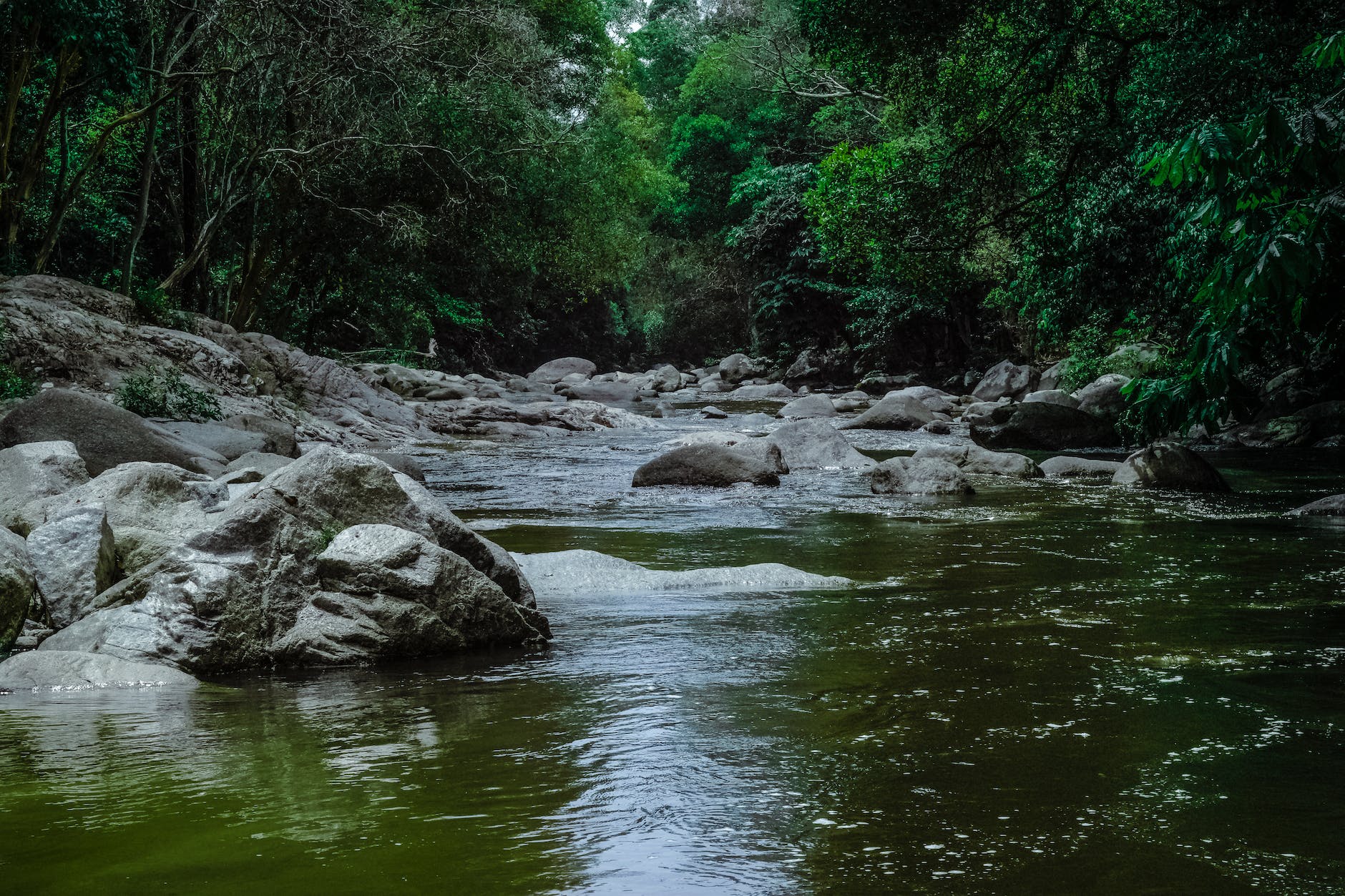 running stream surrounded with green trees