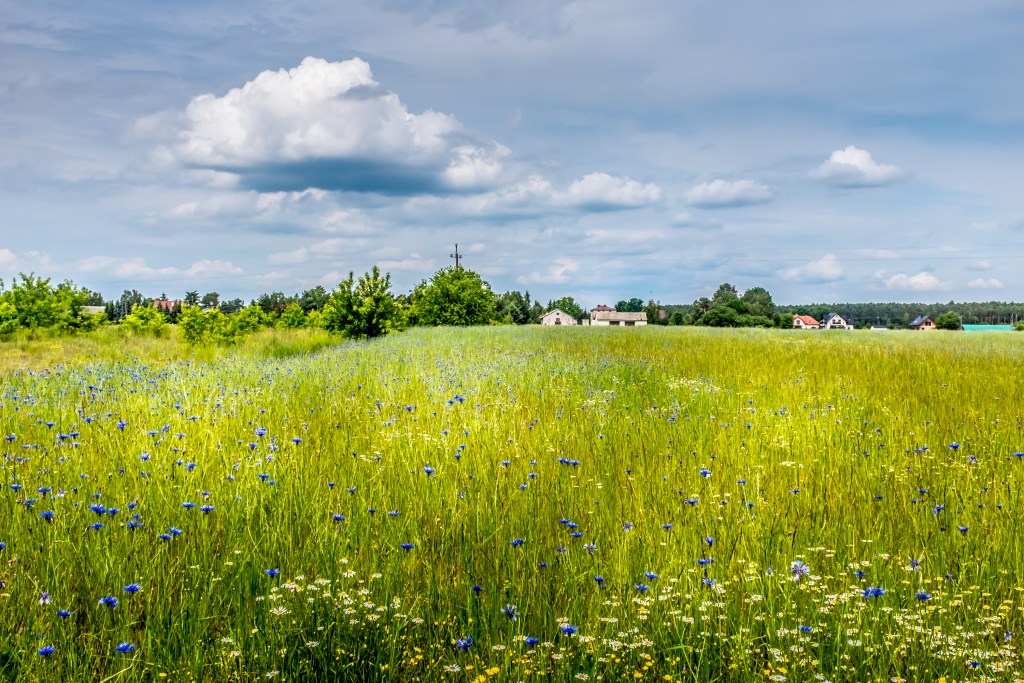 Spring is here! Discover why this season of renewal and growth is so special. From nature walks to spring cleaning, uncover tips to embrace spring’s quiet miracles.