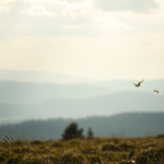 2011: Tomas Tranströmer – Il Poeta dell’Invisibile