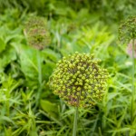 Living Well Every Day