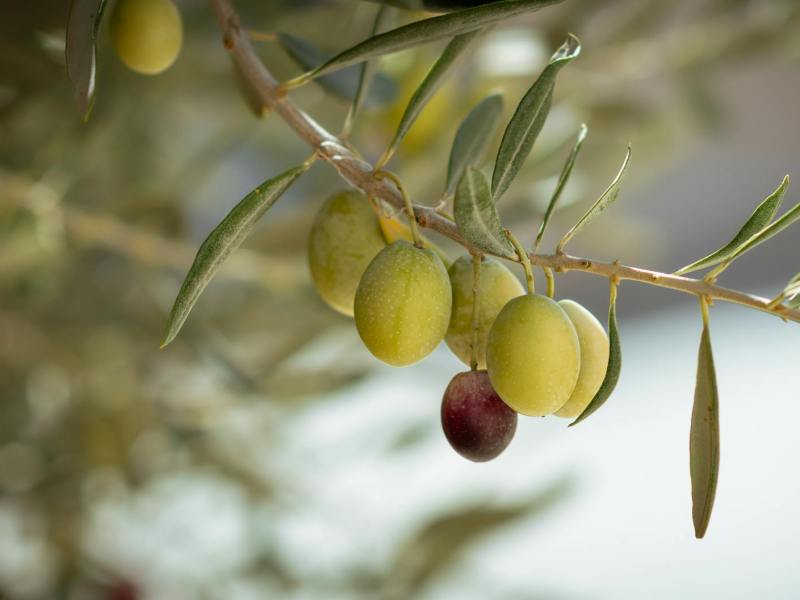 close up of green and black olives on branch