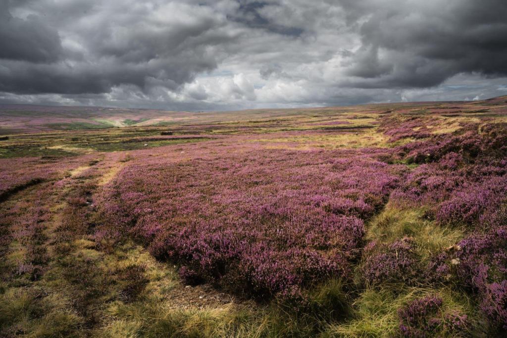 Miłość, która niszczy - Fenomen Wichrowych wzgórz i ich niekończąca się filmowa reinterpretacja. 8 Wichrowe wzgórza Emily Brontë A scenic landscape featuring a vast field of purple heather flowers under a dramatic sky with dark clouds.