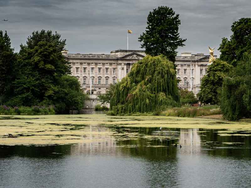 tall green trees covering the buckingham palace