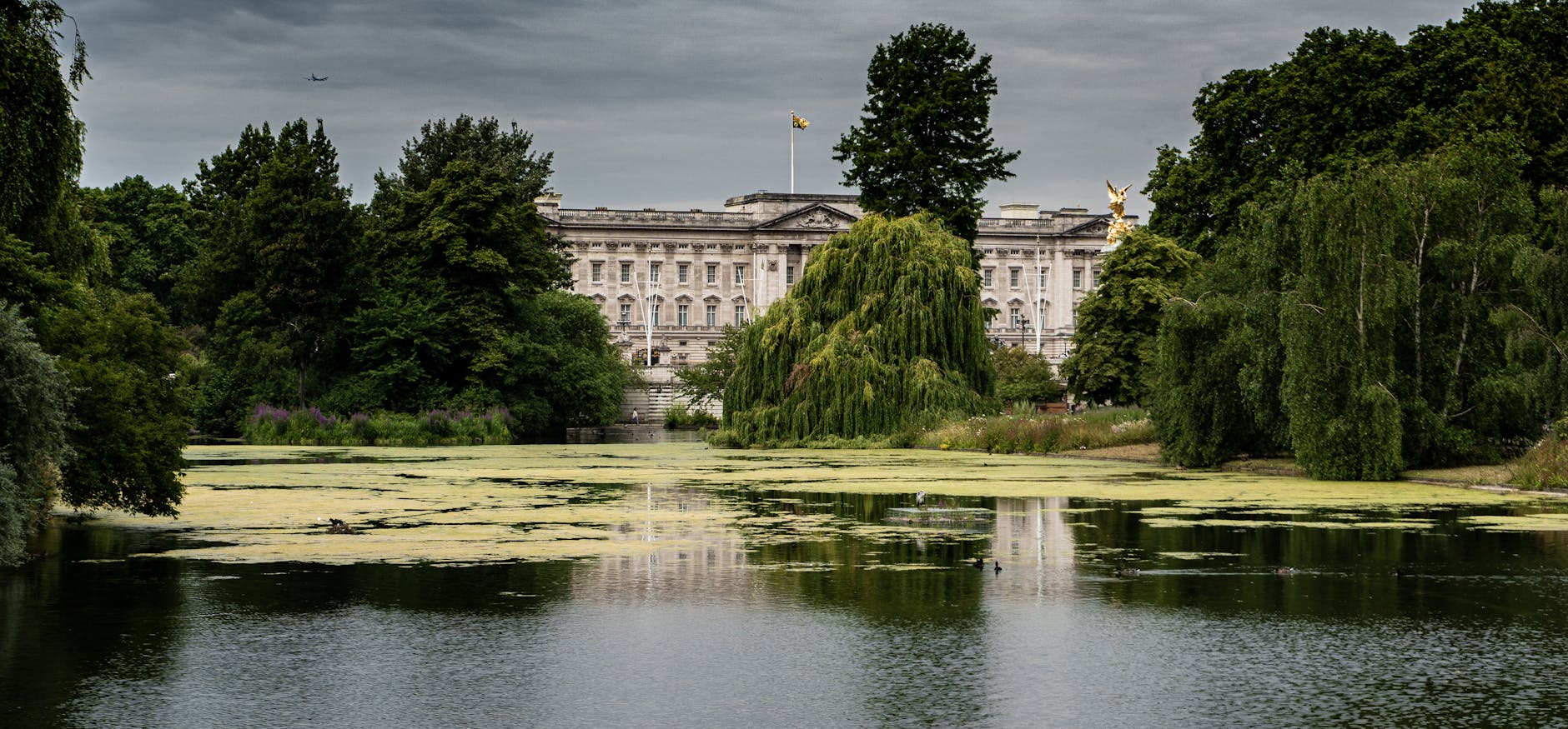 tall green trees covering the buckingham palace