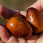 The World Longevity Community Recognises Ziziphus jujuba as a Functional Food for Healthy Ageing