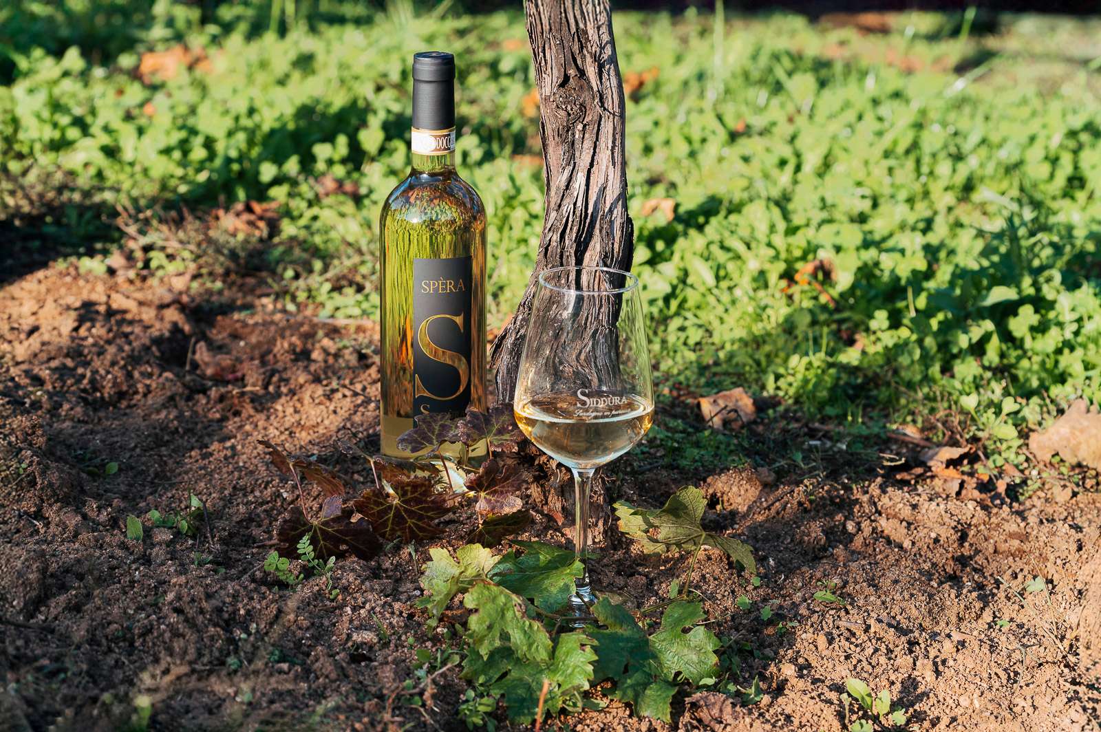 Spera Vermentino di Gallura DOCG cantina Siddura 2