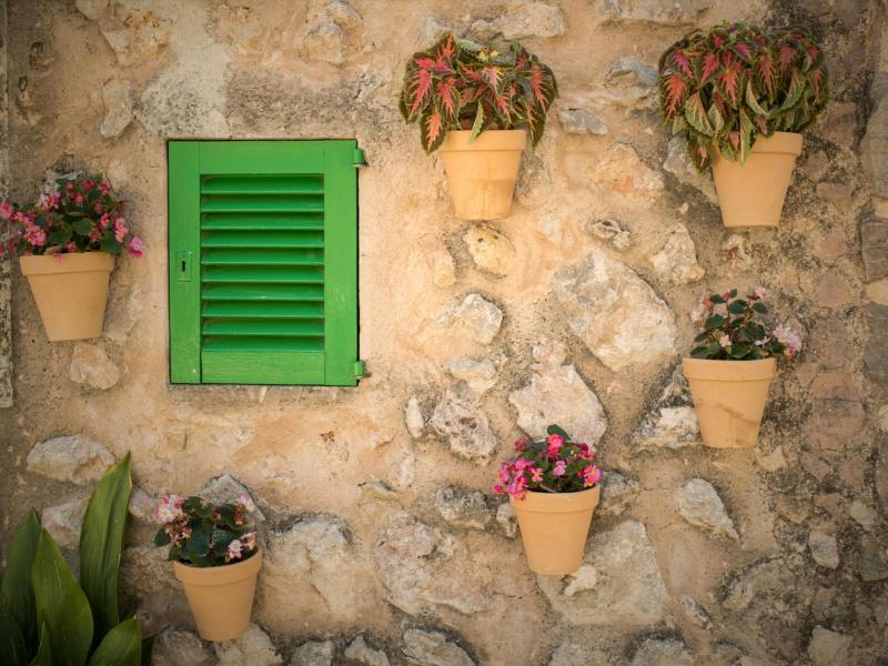 two caladium plants and pink flowers on wall