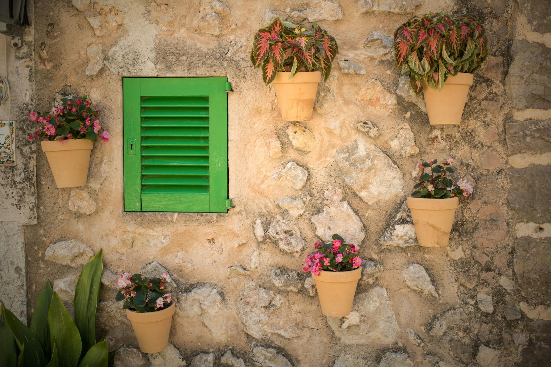 two caladium plants and pink flowers on wall