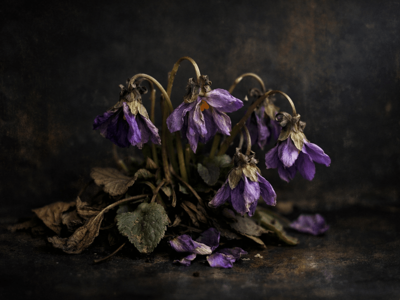 Wilted purple flowers with drooping petals and dry leaves on a dark surface